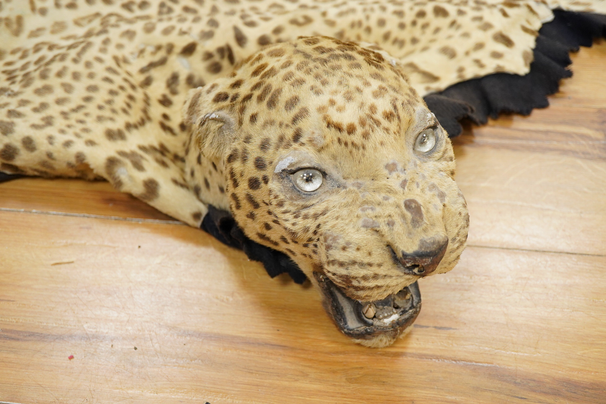 Van Ingham of Mysore. A leopard skin rug